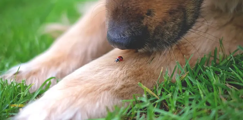 How To Keep Dog Away From Insects And Worms