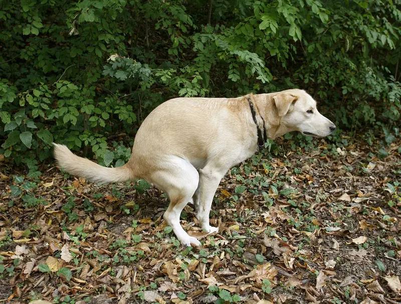 Prevent Diarrhea In Dogs