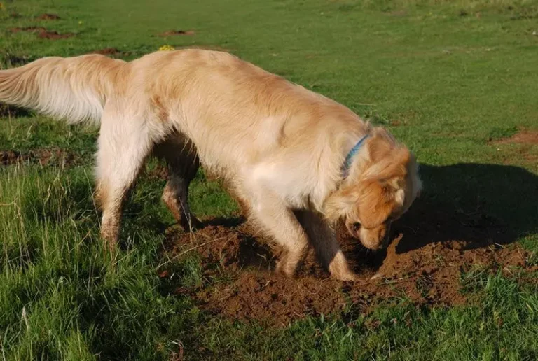 Why My Dog Eats Grass And Mud