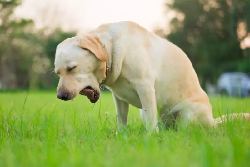 Why My Dog Eats Grass And Vomit Every Morning