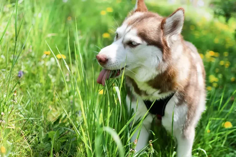 Why My Dog Eats Grass And Weeds