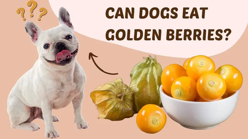 Can Dogs Eat Golden Berries