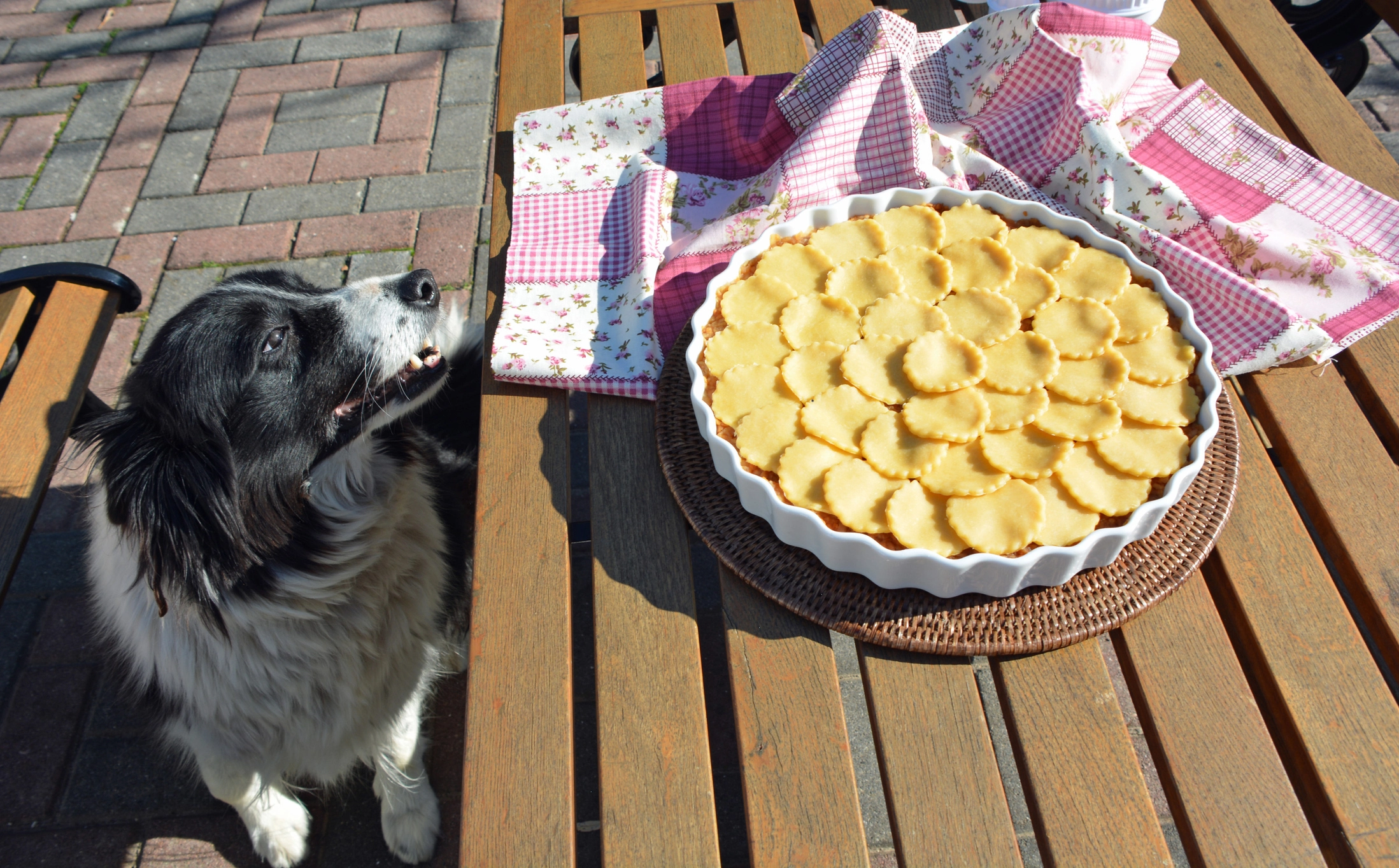 Can Dogs Eat Pie Crust