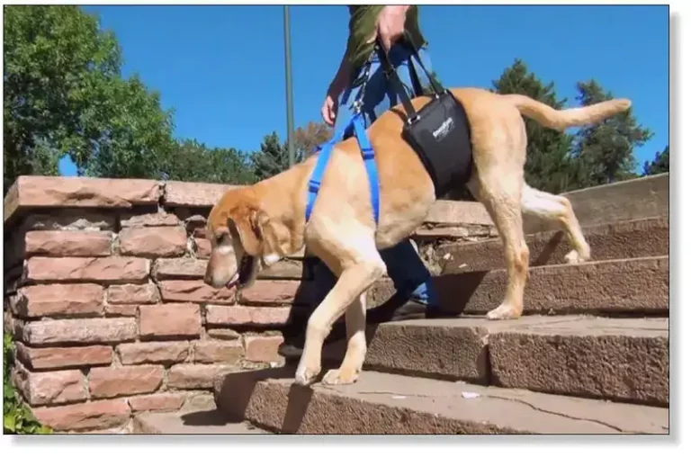 How To Carry Large Dogs Down Stairs Safely