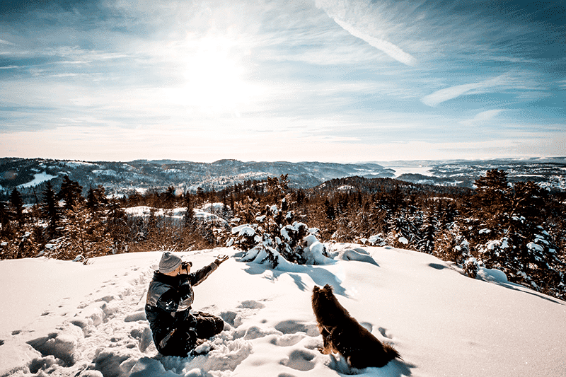 When Do Bernese Mountain Dogs Calm Down?