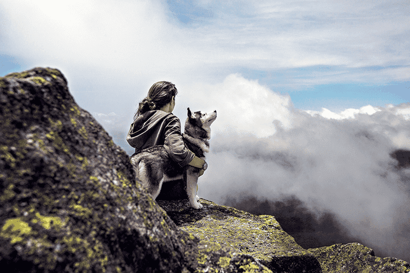 When Do Bernese Mountain Dogs Calm Down?