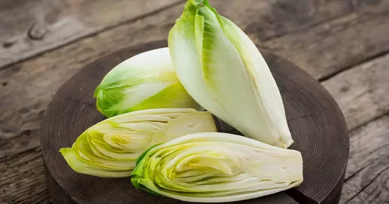 Can Dog Eat Endive