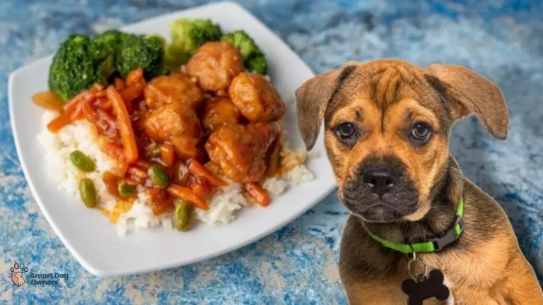 Can Dog Eat Orange Chicken