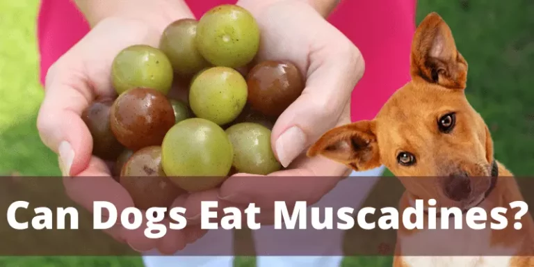 Can Dogs Eat Muscadine Grapes