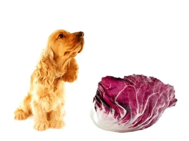 Can Dogs Eat Radicchio