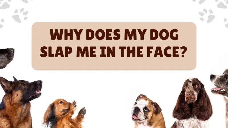 Why Does My Dog Slap Me In The Face