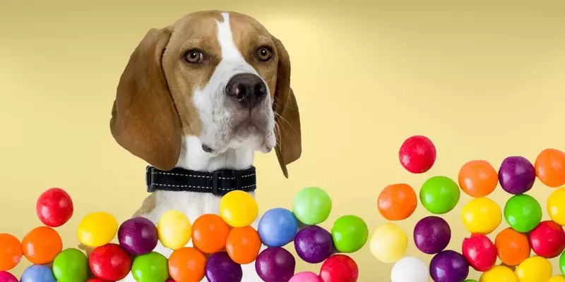Can Dog Eat Smarties