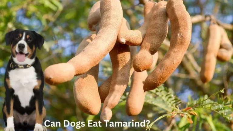 Can Dogs Eat Tamarind