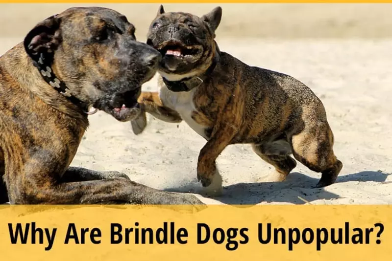 Why Are Brindle Dogs Unpopular