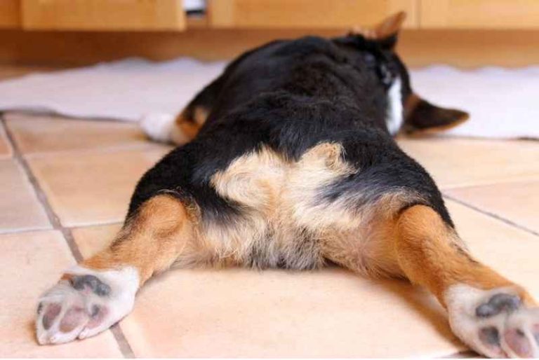 Why Do Dogs Have Swirls on Their Bum?