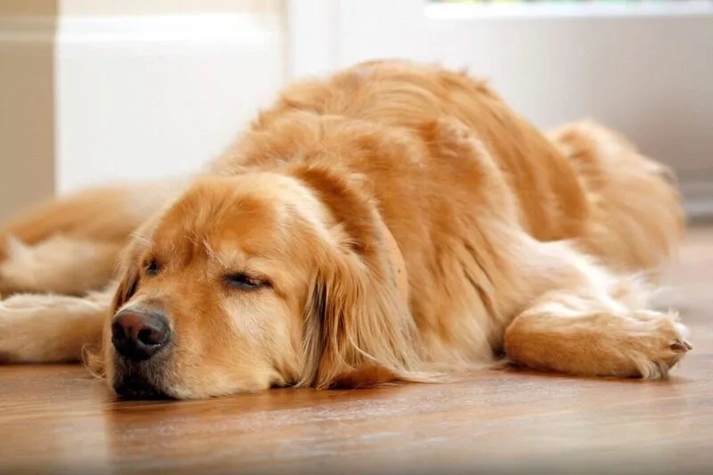 Natural Remedies for Dog Period Cramps