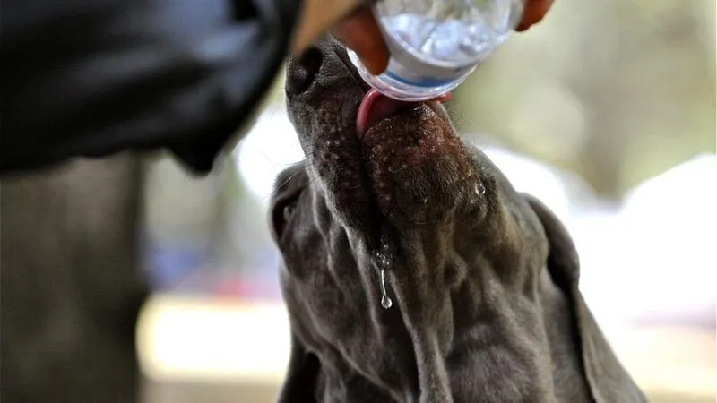 Can Dogs Drink Carbonated Water