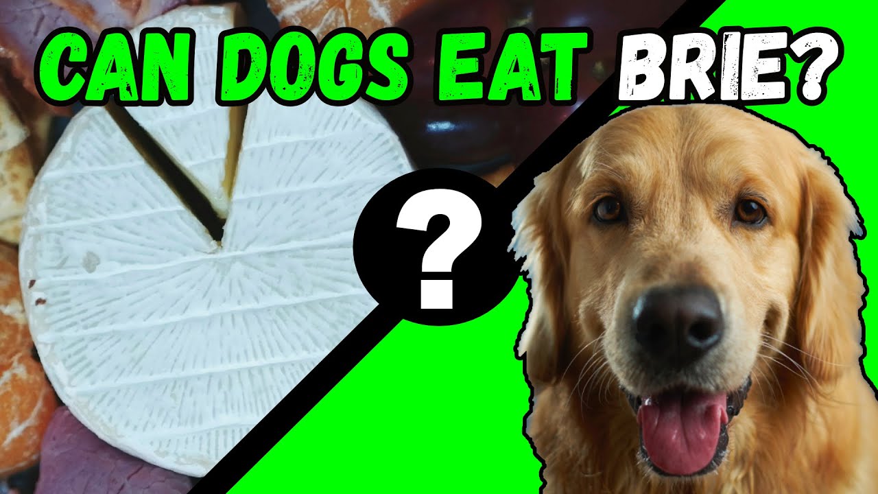 Can Dogs Eat Brie Cheese