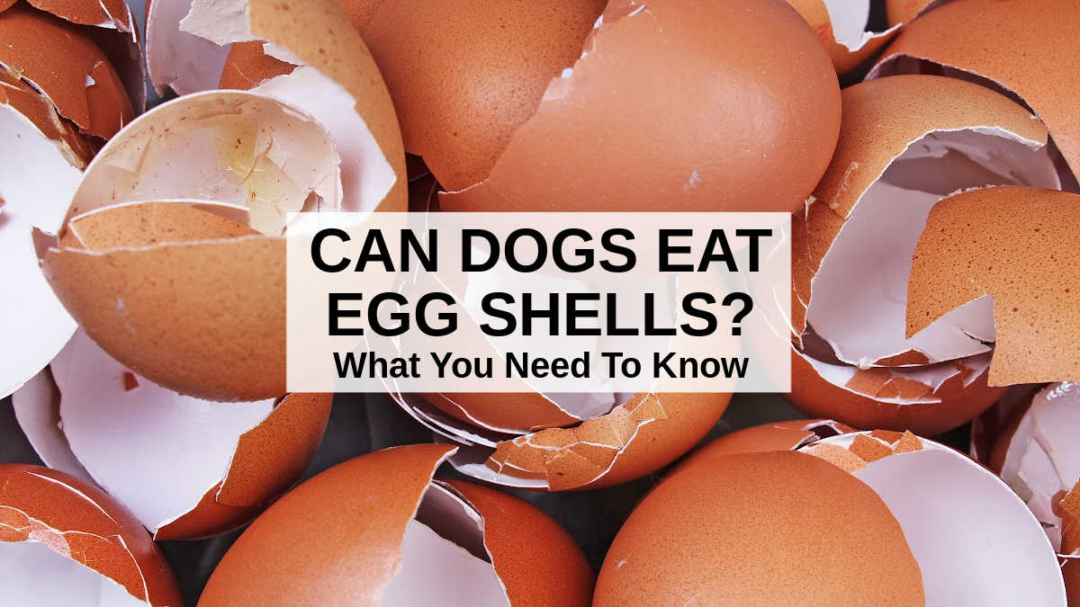 Can Dogs Eat Eggshells