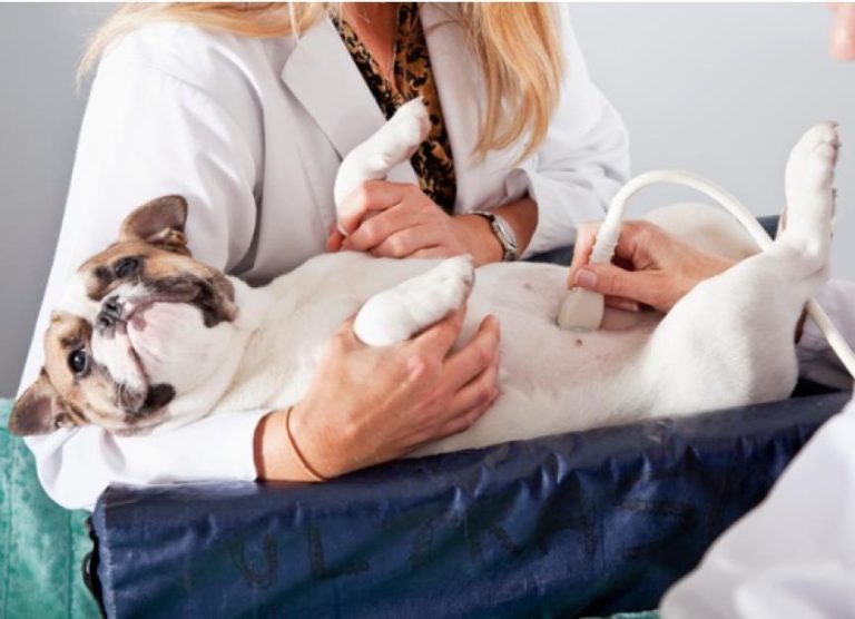 How Much Does a Dog Ultrasound Cost