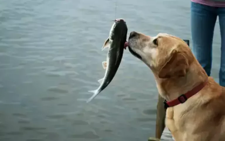 Why Do Dogs Like Fish