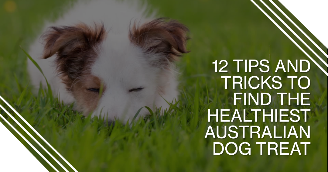 Tips to Find the Healthiest Australian Dog Treat