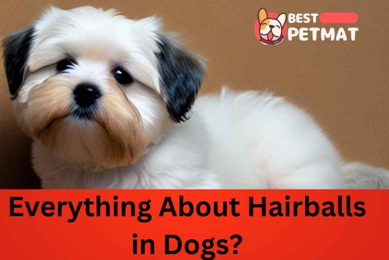 Everything About Hairballs in Dogs?
