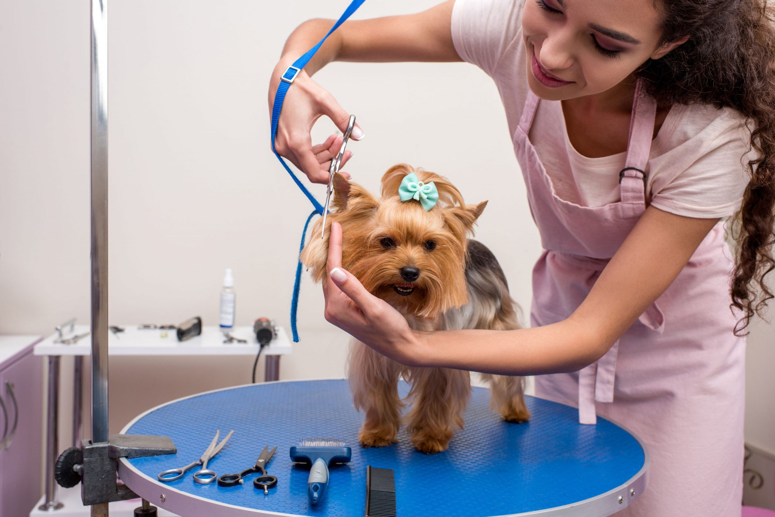 Things to Consider When Choosing Dog Grooming Services