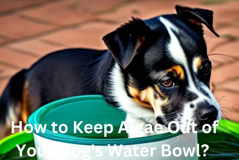 How to Keep Algae Out of Your Dog's Water Bowl?