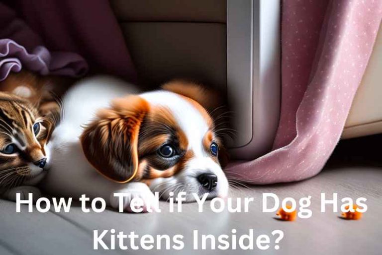 How to Tell if Your Dog Has Kittens Inside?