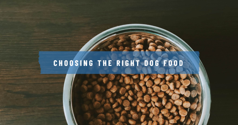 Tips to Choose the Right Dog Food