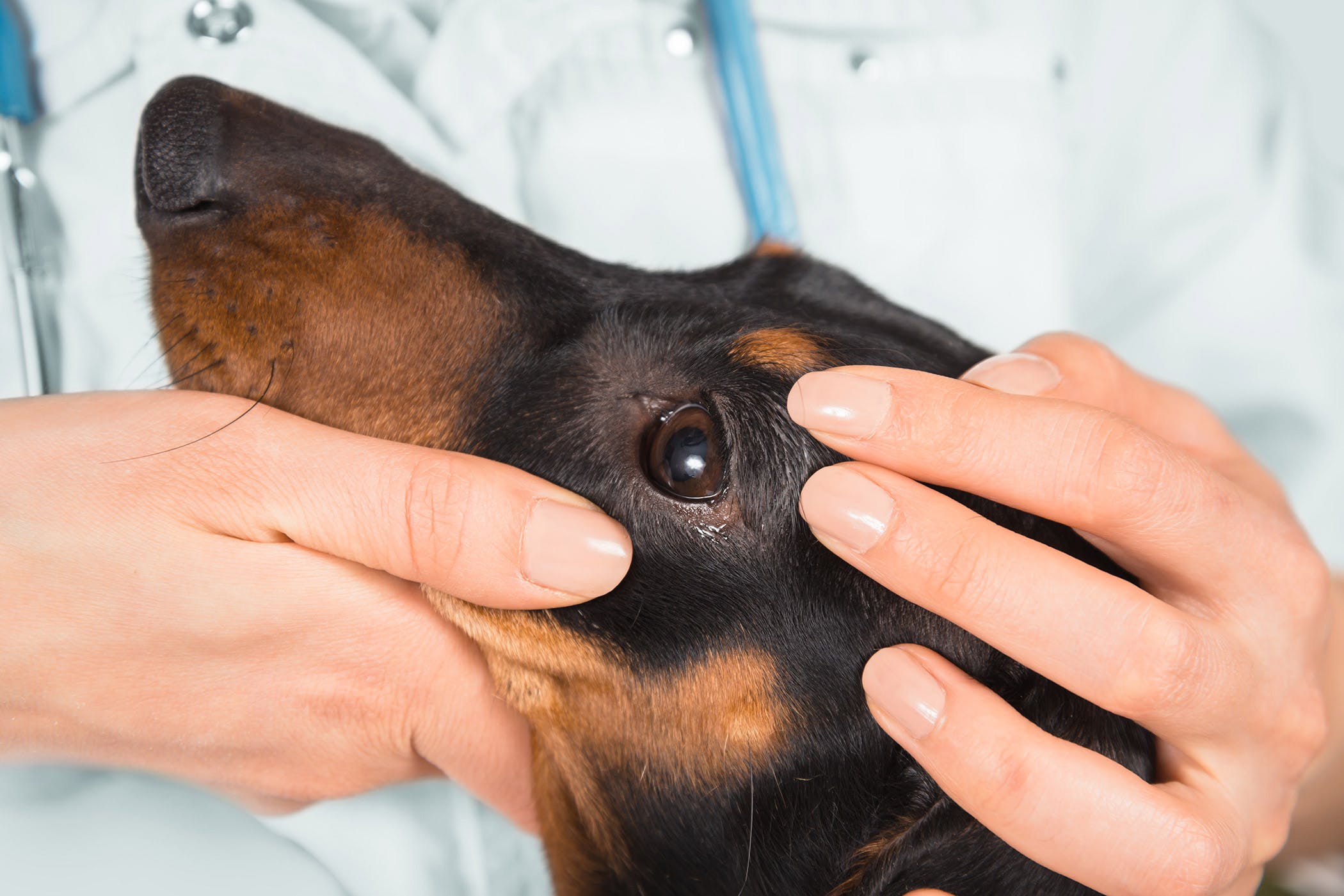 How to Improve Your Dog's Recovery from Injury