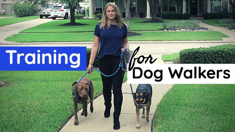 How to Become a Professional Dog Walker