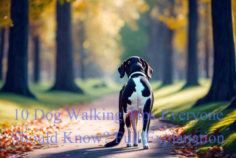 10 Dog Walking Tips Everyone Should Know?