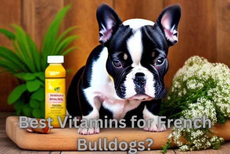 Best Vitamins for French Bulldogs?