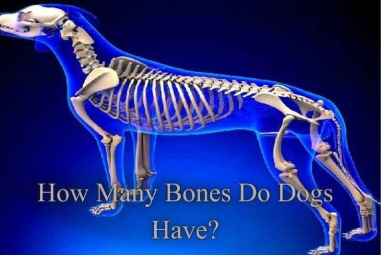 How Many Bones Do Dogs Have?