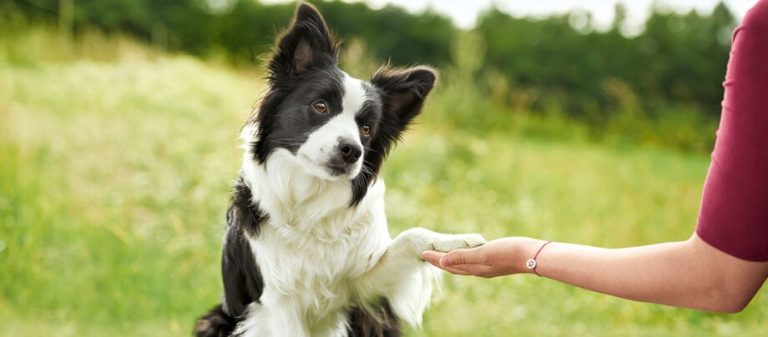 Homework to Help You Improve Your Dog's Commands