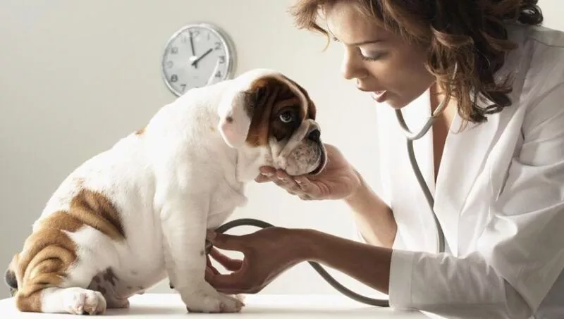 Things to Consider When Finding the Right Vet for Your Dog