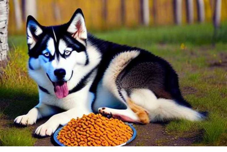 Best Dog Food for Huskies with Sensitive Stomach?