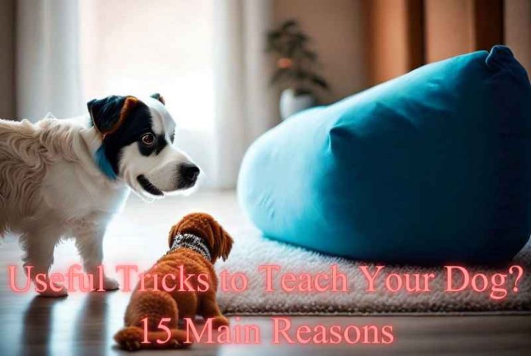 Useful Tricks to Teach Your Dog? 15 Main Reasons