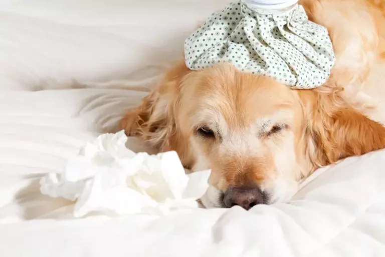 Why Canines Have Influenza
