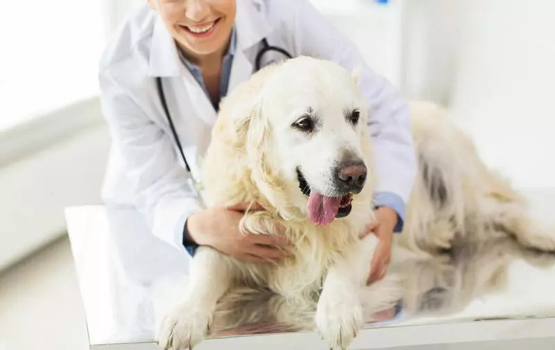 Why Regular Wellness Exams are Vital for Dogs