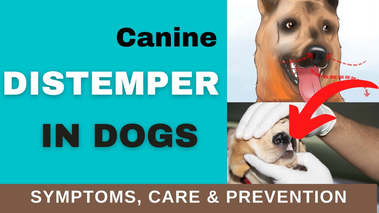 Why Canines Have Distemper