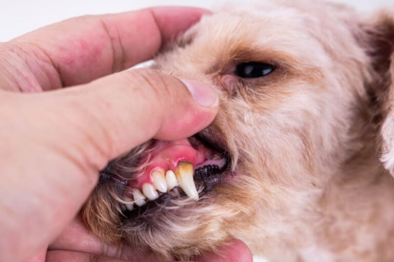 Symptoms Of Dental Problems In Dogs