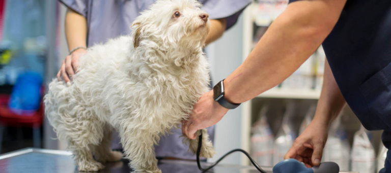 Moving Pressure? How Should You Look After Your Dog?