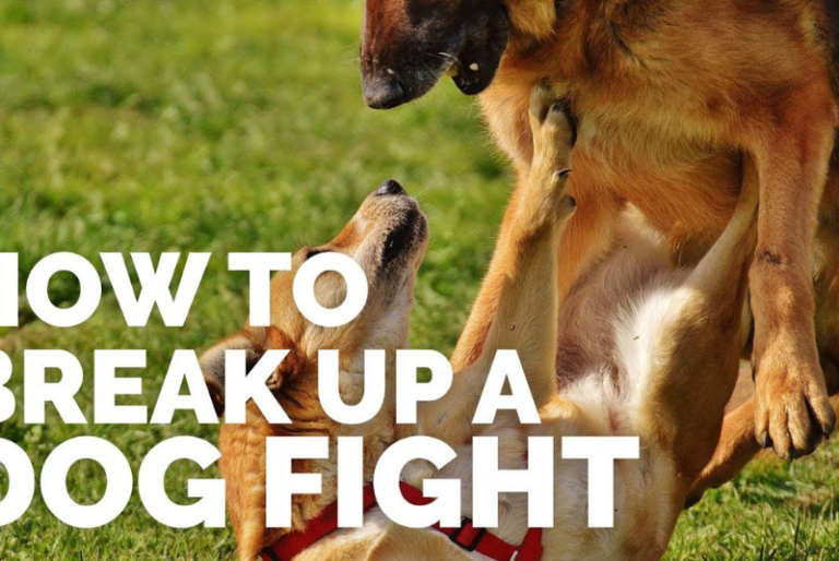 Fighting How to Break Up a Dog Fight? Full Discussion