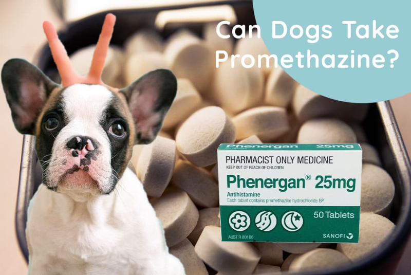 Can Dogs Take Phenergan? Also, Discuss Alternatives to Phenergan