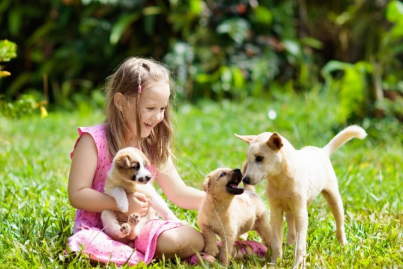 Understanding Socialization in Puppies?