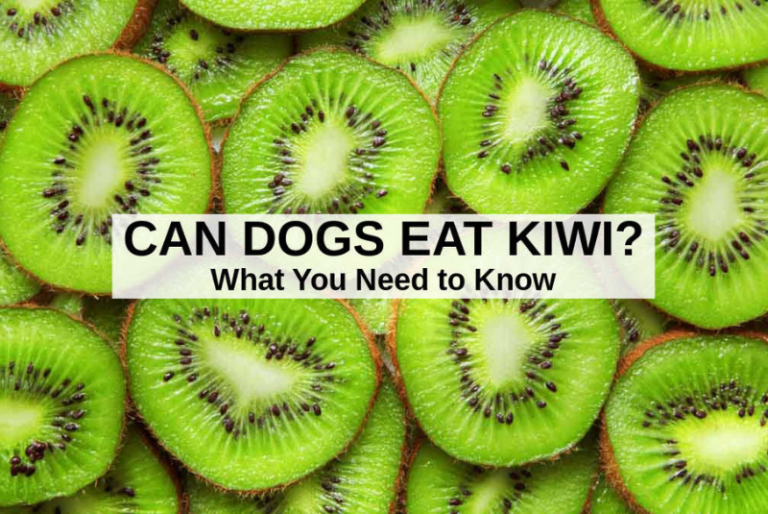 Can Dogs Have Kiwi?