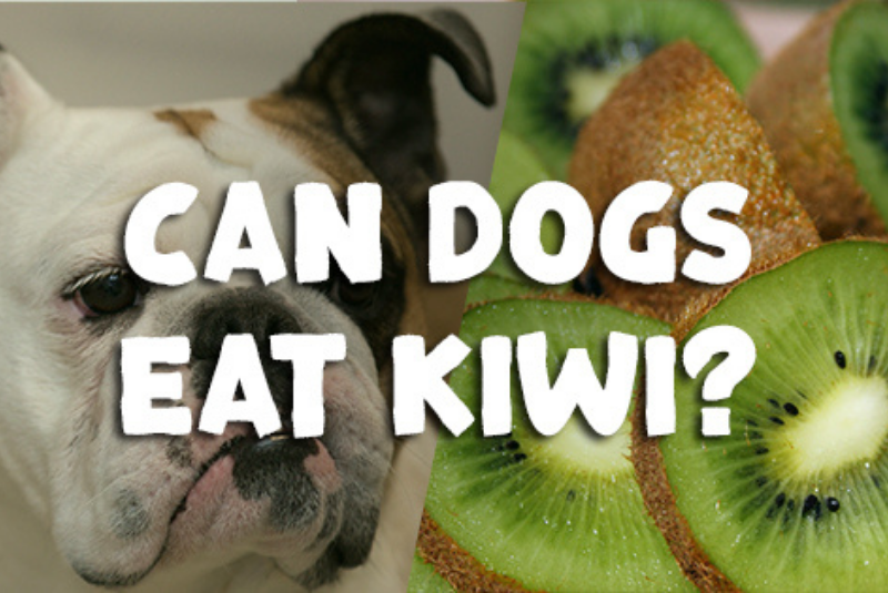 Benefits of Can Dogs Have Kiwi?
